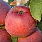 Apfel Admiral