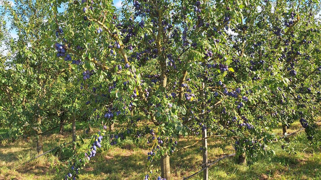 Fehlende Bildbeschreibung