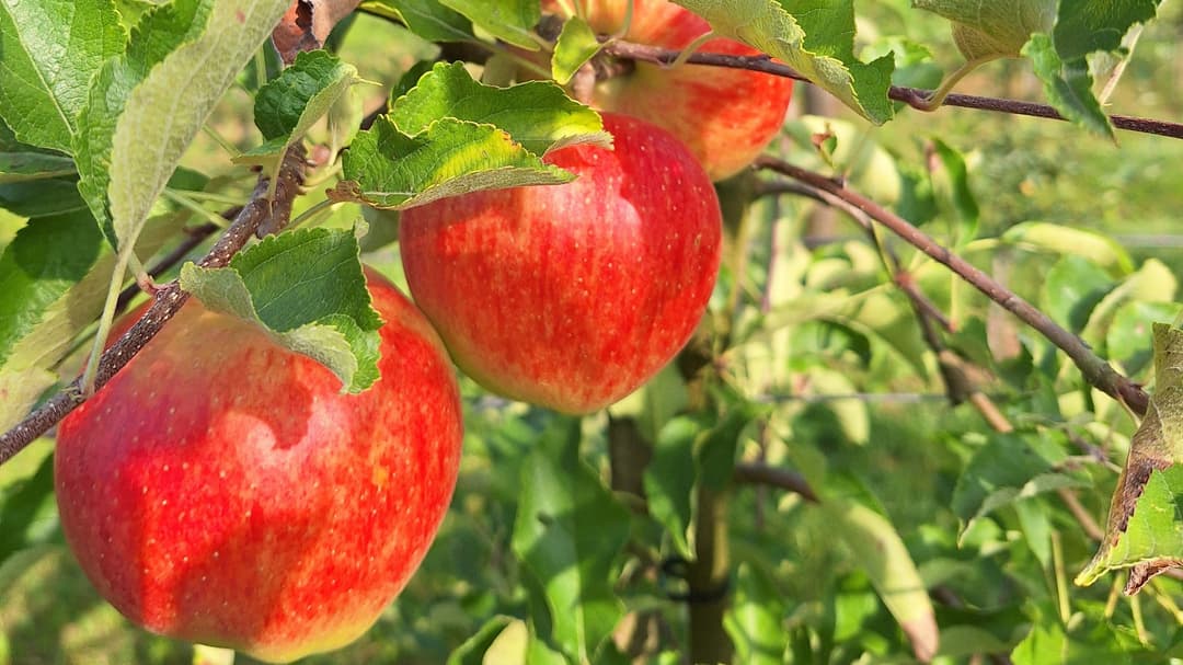 Fehlende Bildbeschreibung