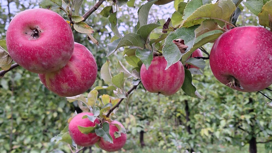 Fehlende Bildbeschreibung