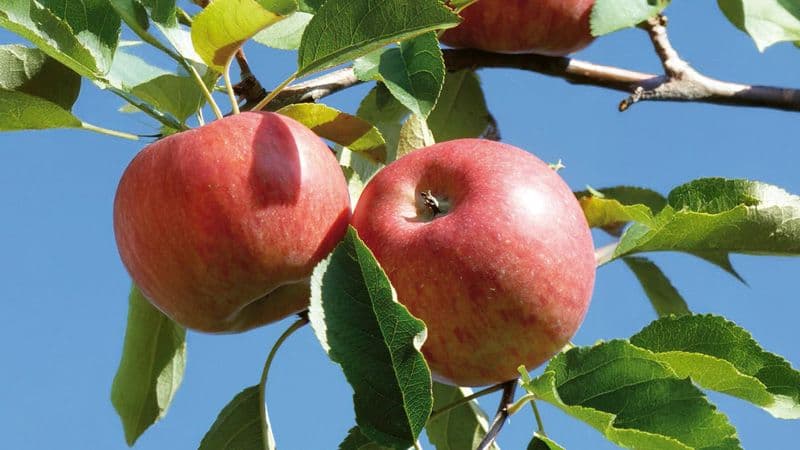Fehlende Bildbeschreibung