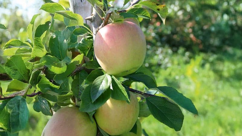Fehlende Bildbeschreibung