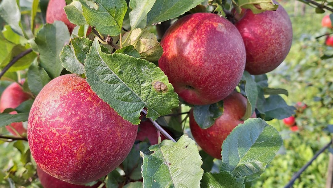 Fehlende Bildbeschreibung