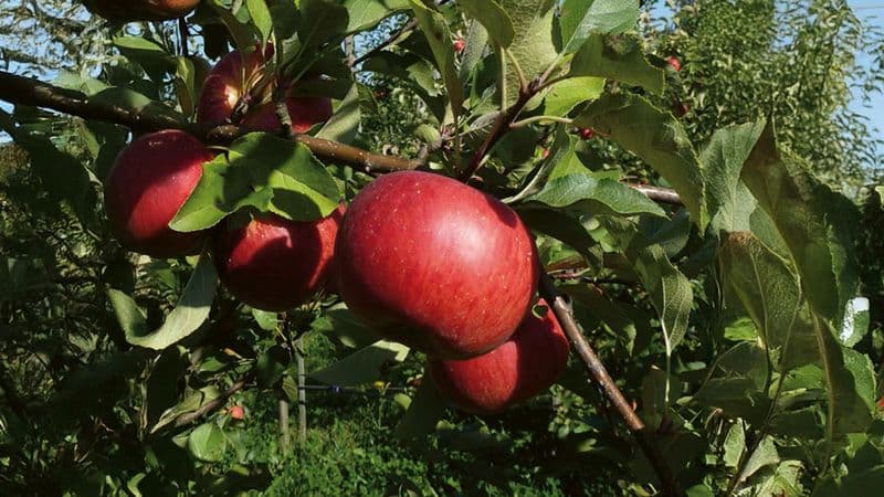Fehlende Bildbeschreibung