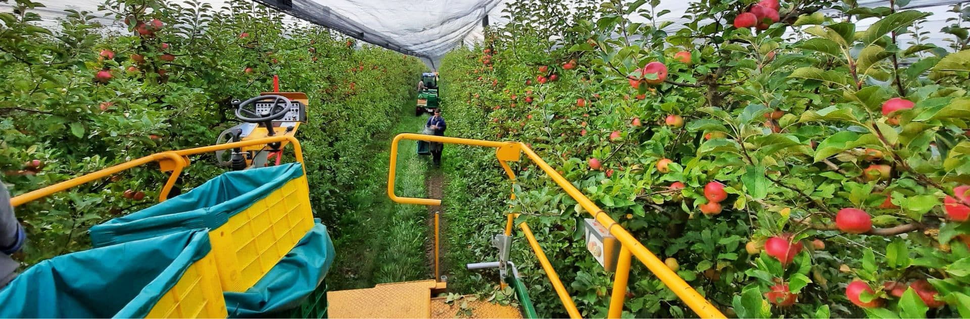 Obstbau Vilser bei der Apfelernte