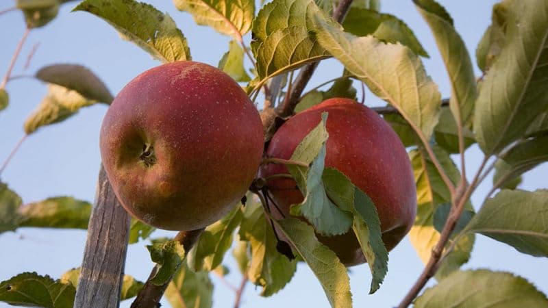 Fehlende Bildbeschreibung