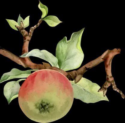 Gezeichneter Apfel an einem Ast.
